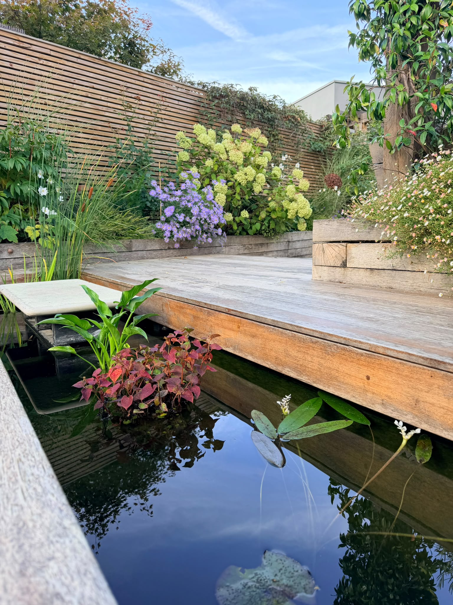 Raised timber planting beds with lavender and late-season flowers beneath a mature pergola